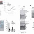 TNFα-Tumstatin54-132/IL-24基因修饰的间质干细胞抗肿瘤研究