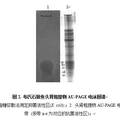 石斑鱼抗菌肽的分离纯化及其活性分析