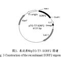 截短的猪戊型肝炎病毒ORF2基因克隆与重组蛋白的原核表达