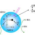 超强光催化污水处理材料--元素掺杂三维有序多孔二氧化钛微球制备及光催化研究