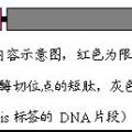 基于荧光蛋白标签的“夹心法”重组蛋白生产分离纯化系统