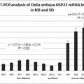 葱蝇HSP23基因的克隆及在滞育时期