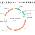 血管内皮生长因子VEGF165类似物的制备及活性评价