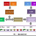 大肠杆菌内基因计时开关的设计及应用