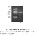 截短的猪戊型肝炎病毒ORF2基因克隆与重组蛋白的原核表达