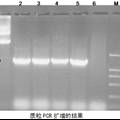 重组农杆菌质粒快速鉴定方法