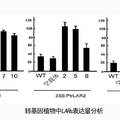 杨树单宁合成途径中关键酶基因LARs的克隆及功能解析