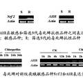 谷胱甘肽转移酶SlGSTu1在斜纹夜蛾毒死蜱抗性作用的研究