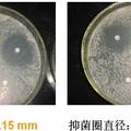 新型抗菌乳胶制品的研制