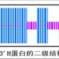 白菜、甘蓝中决定花色等重要性状的F3'H基因的克隆与分析