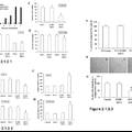 TNFα-Tumstatin54-132/IL-24基因修饰的间质干细胞抗肿瘤研究