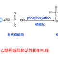 基于新型靶标酶界面的农药分子识别与检测