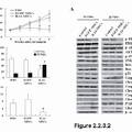 TNFα-Tumstatin54-132/IL-24基因修饰的间质干细胞抗肿瘤研究