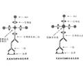 常用化疗方案对原代乳癌细胞抑制率与基因过表达的相关性研究