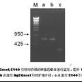 创建可消化纤维素的转基因家蚕