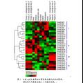 水稻ABCB转运蛋白基因的分子进化和表达分析