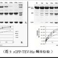 基于荧光蛋白标签的“夹心法”重组蛋白生产分离纯化系统