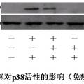 杀虫剂啶虫脒影响雄性小鼠生殖功能的研究