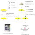 上转化纳米颗粒发光技术在肿瘤治疗中的应用研究