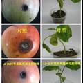 云雾龙胆内生菌的分离鉴定及抗菌活性分析