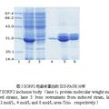 截短的猪戊型肝炎病毒ORF2基因克隆与重组蛋白的原核表达