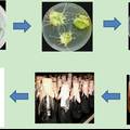 上海康克生物医药有限公司